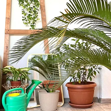 Paradise Studio In Park 布加勒斯特